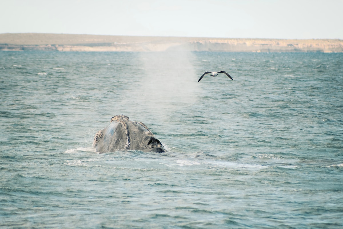 Southern right whale breaching with a seabird overhead, Golfo Nuevo, Puerto Madryn, Patagonia, Argentina