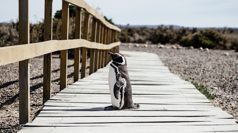 Magellanic penguin on a wooden boardwalk on the Patagonian steppe — Península Valdés, Argentina