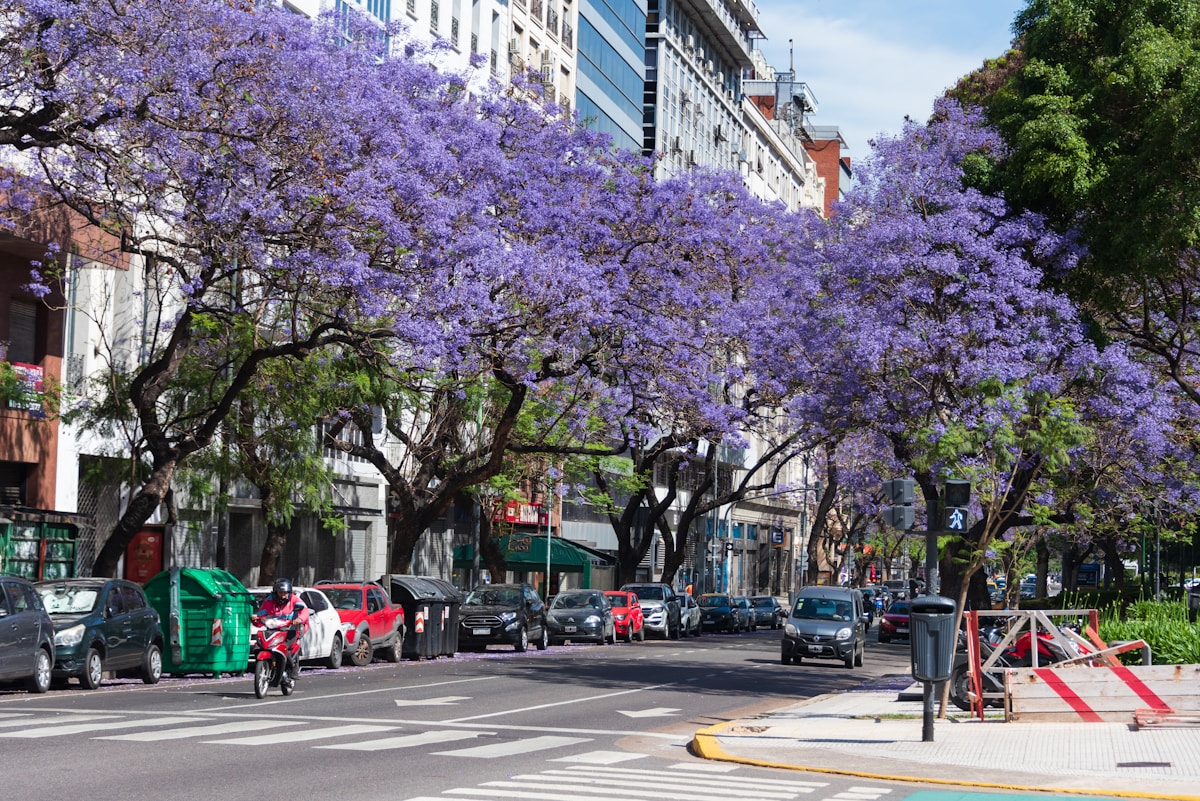 Purple jacaranda trees lining a Buenos Aires avenue, Argentina