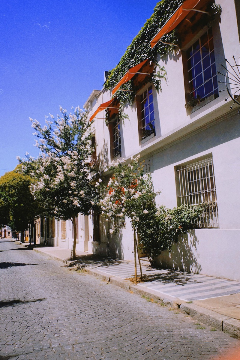 Cobblestone street with flowering white building in Palermo, Buenos Aires, Argentina