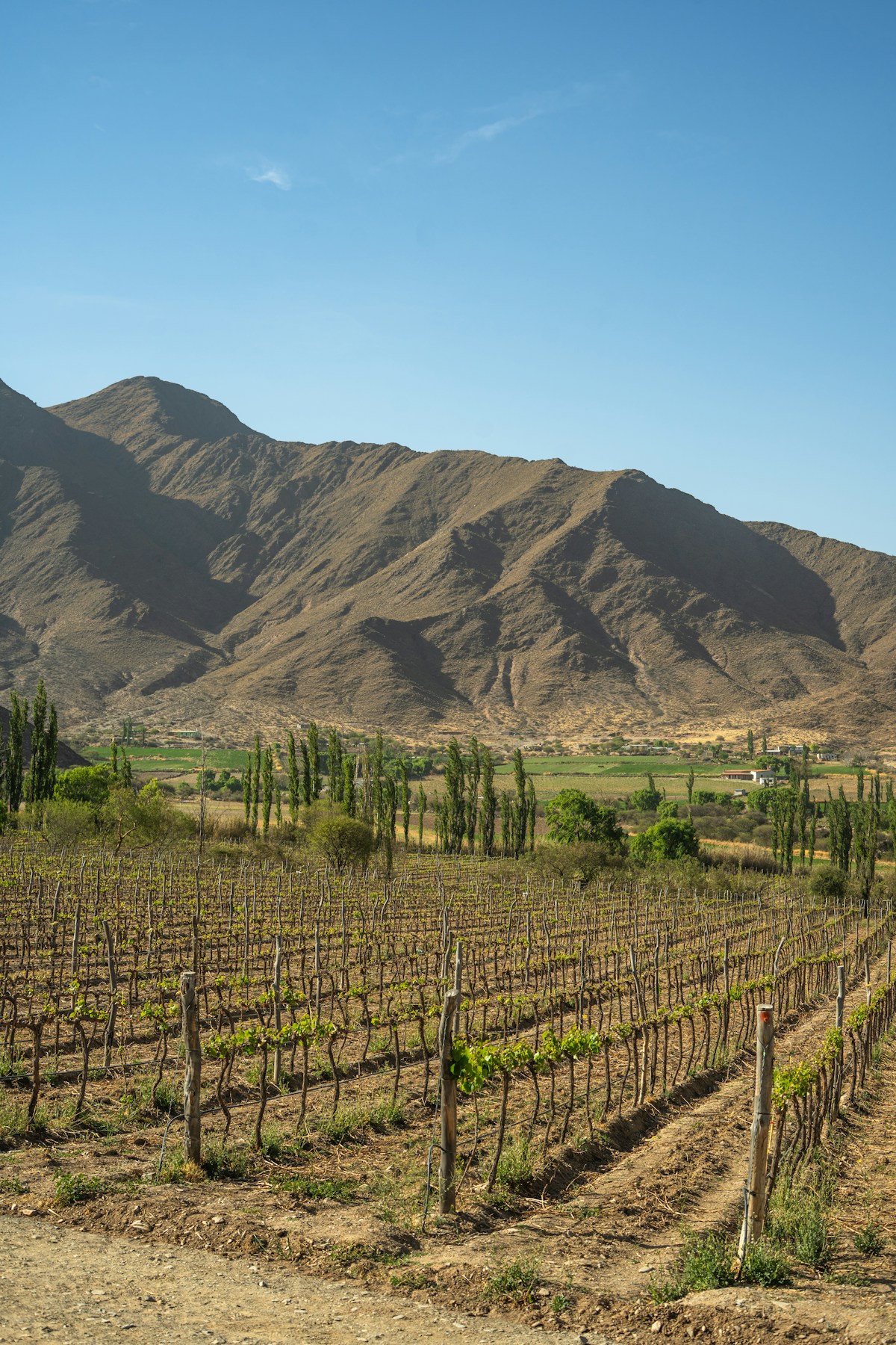 Vineyard rows with the Calchaquí mountain range behind, Cafayate, Salta Province, Argentina