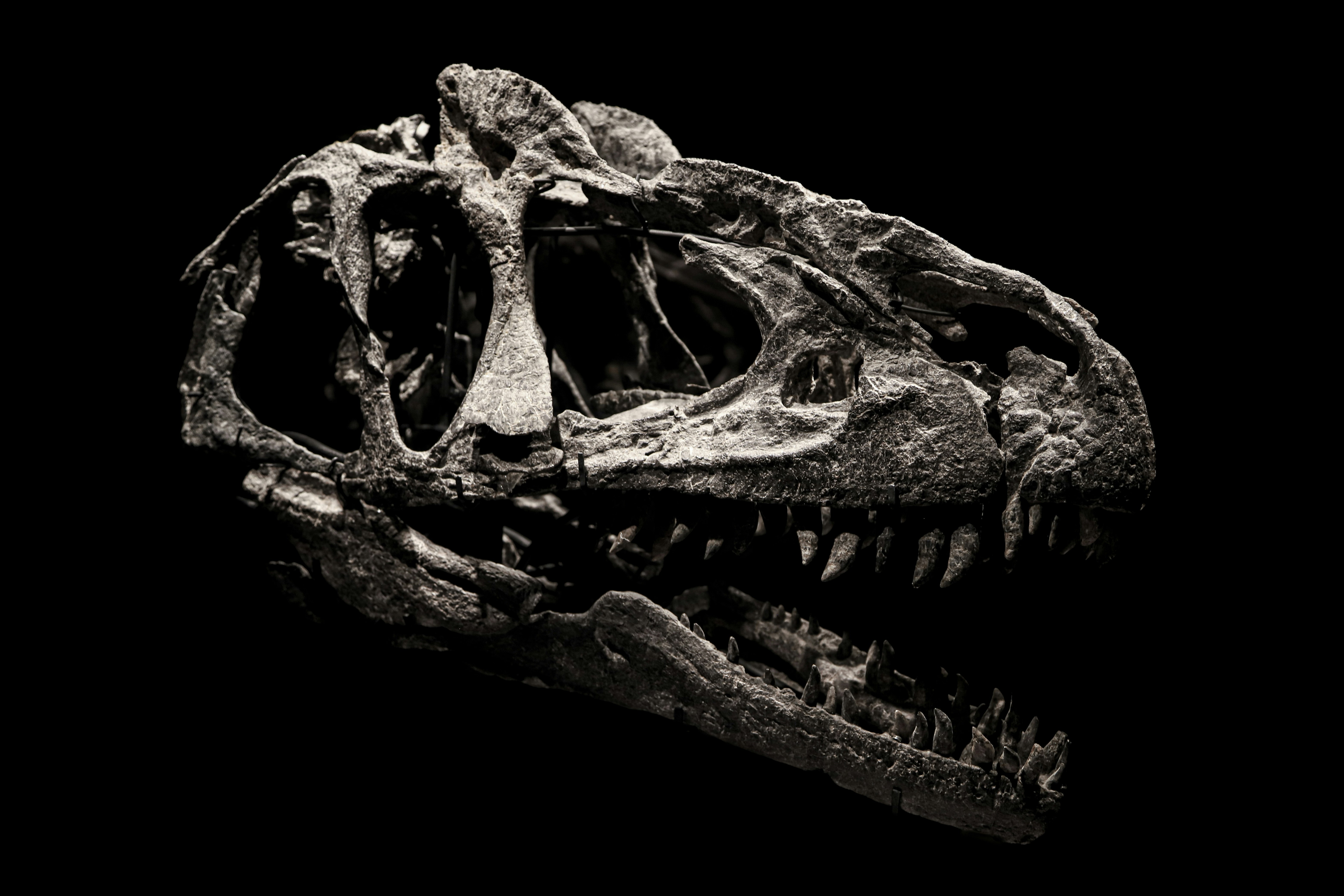 Dinosaur skull fossil displayed against a black background — Neuquén Province dinosaur heritage, Argentina