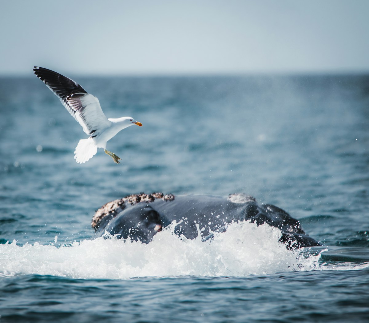 Southern right whale surfacing near a seagull in Patagonian Atlantic waters, Puerto Madryn