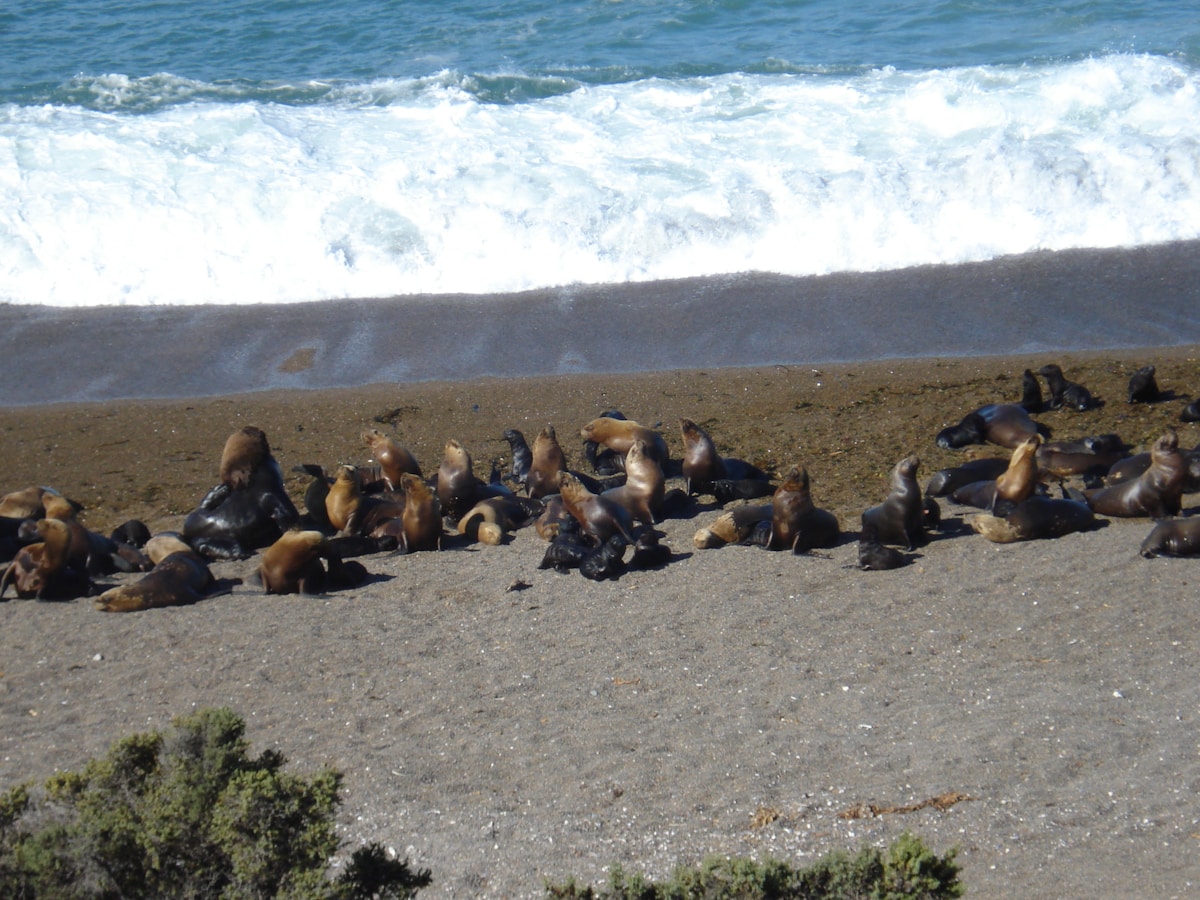 Colony of South American sea lions on a sandy Patagonian beach, Peninsula Valdés, Argentina