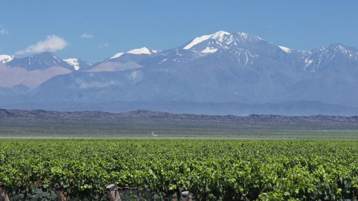 Vineyard rows with snow-capped Andes peaks behind, Mendoza, Argentina