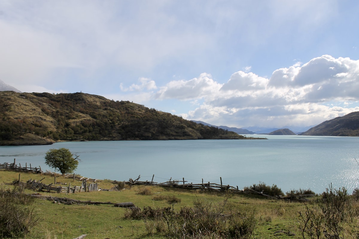 Spring wildflowers blooming in Patagonia in September