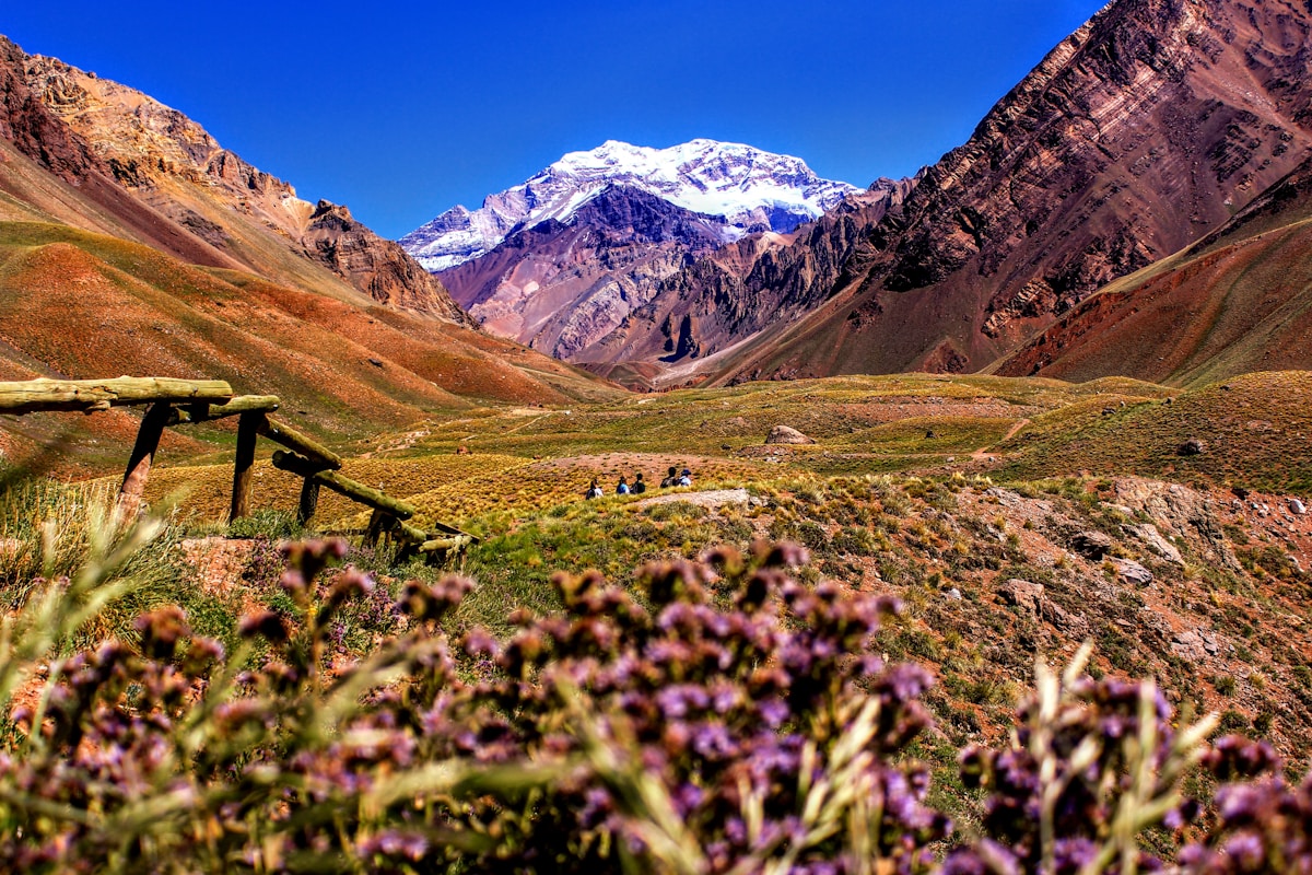 Purple wildflowers in the foreground with the snow-capped Andes mountains behind, near Mendoza, Argentina
